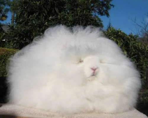Angora