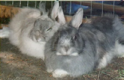 Angora dwerg
