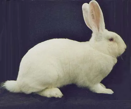 Witte van Bouscat