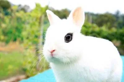 Witte van Hotot