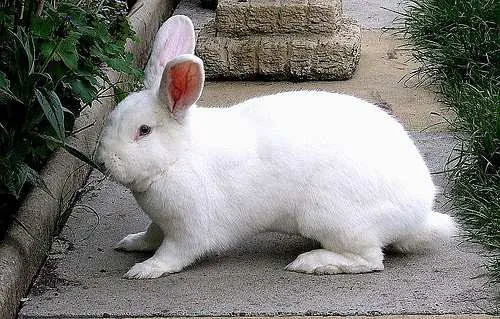 Witte wener