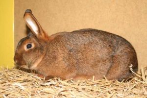 Deilenaar - Konijnenrassen.nlKonijnenrassen.nl