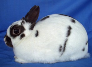 Polish rabbit